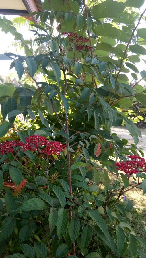 4 Seasons Mini House Hotell Nakhon Si Thammarat Exteriör bild